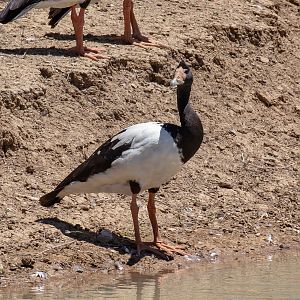Magpie Goose