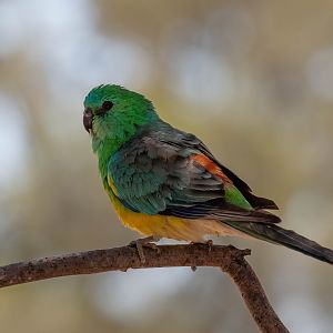 Red-rumped Parrot