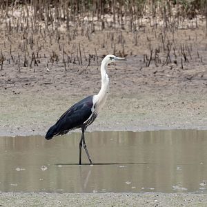 White-necked heron