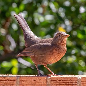 European Blackbird (female)