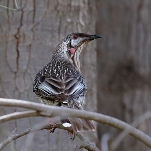 Red Wattlebird
