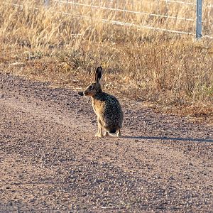 Brown Hare