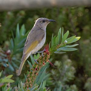 Brown Honeyeater