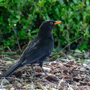 European Blackbird (male)