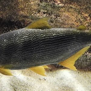 Dorado (Salminus brasiliensis) - Kawasui Kawasaki Aquarium November 19, 2025