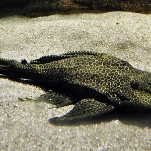 Leopard Pleco (Pterygoplichthys gibbiceps) - Kawasui Kawasaki Aquarium November 19, 2025