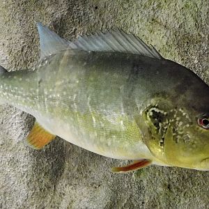 Speckled Pavon (Cichla temensis) - Kawasui Kawasaki Aquarium November 19, 2025