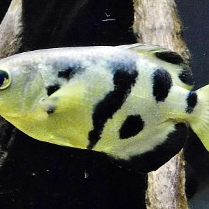 Marble Archerfish (Toxotes siamensis) - Kawasui Kawasaki Aquarium November 19, 2025