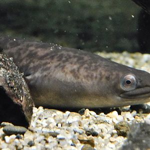 Giant Mottled Eel (Anguilla marmorata) - Kawasui Kawasaki Aquarium November 19, 2025