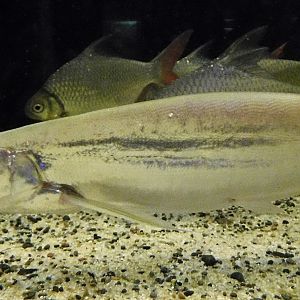 Long Pectoral-Fin Minnow (Macrochirichthys macrochirus) - Kawasui Kawasaki Aquarium November 19, 2025