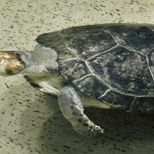 Yellow-Spotted River Turtle (Podocnemis unifilis) - Kawasui Kawasaki Aquarium November 19, 2025