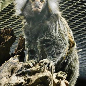 Common Marmoset (Callithrix jacchus) - Kawasui Kawasaki Aquarium November 19, 2025