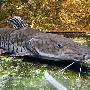 Barred Sorubim (Pseudoplatystoma fasciatum) - Kawasui Kawasaki Aquarium November 19, 2025