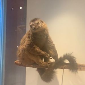 Brown lemur (taxidermised)