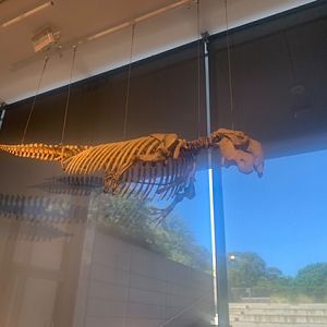 Dugong skeleton