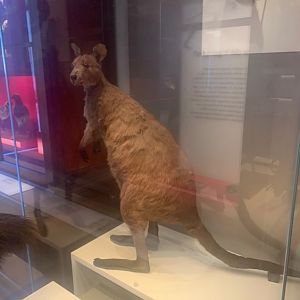 Eastern grey kangaroo (taxidermised)