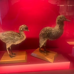Emu chick & little spotted kiwi (taxidermised)
