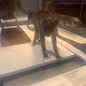 Toque macaque (taxidermised) {pangolin, lungfish, cassowary and bush turkey think it is, in background}