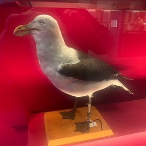 Pacific gull (taxidermised)