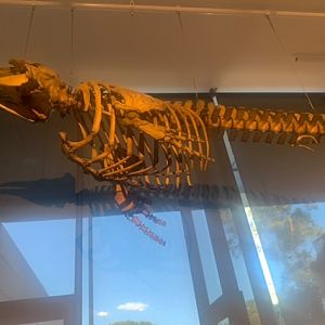 Pilot whale skeleton (4m)