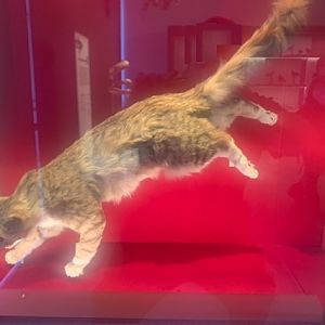 Domestic cat (taxidermised, was feral in Royal National Park)