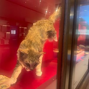 Domestic cat (taxidermised, was feral in Royal National Park)