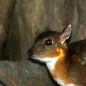 royal antelope (Neotragus pygmaeus) -the antithesis to my member name