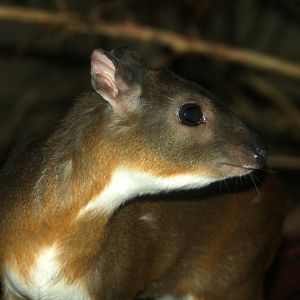 royal antelope (Neotragus pygmaeus) -the antithesis to my member name