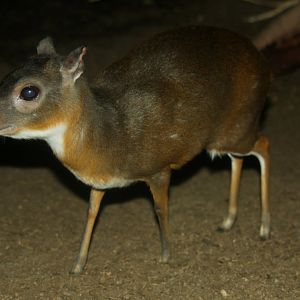 royal antelope (Neotragus pygmaeus) -the antithesis to my member name