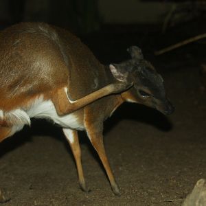 royal antelope (Neotragus pygmaeus) -the antithesis to my member name