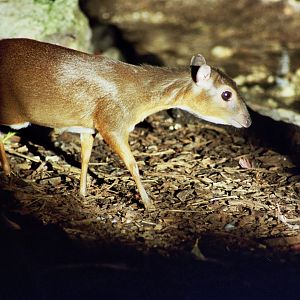 royal antelope (Neotragus pygmaeus) -the antithesis to my member name