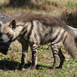 striped hyena (Hyaena hyaena)