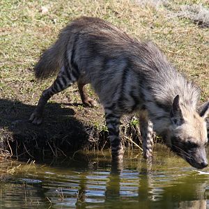 striped hyena (Hyaena hyaena)