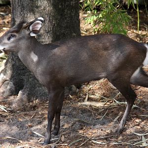 tufted deer (Elaphodus cephalophus)