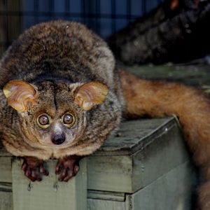 brown greater galago (Otolemur crassicaudatus)