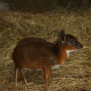 royal antelope (Neotragus pygmaeus) -the antithesis to my member name