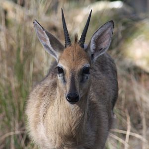 common duiker (Sylvicapra grimmia)