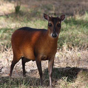 bay duiker (Cephalophus dorsalis)