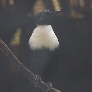 Northern white-necked myna (Streptocitta albicollis torquata)