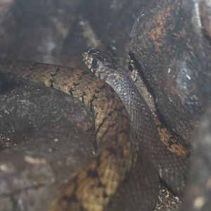 Indian rat snake (Ptyas mucosa)