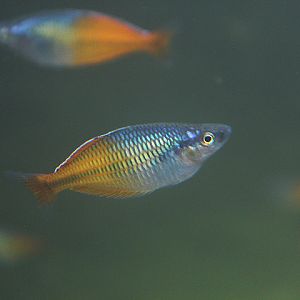 Ayamaru Lakes rainbowfish (Melanotaenia ajamaruensis) - PCBA