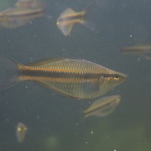 Mamah rainbowfish (Melanotaenia mamahensis) - PCBA