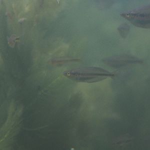 Moswaren rainbowfish (Melanotaenia multiradiata) - PCBA