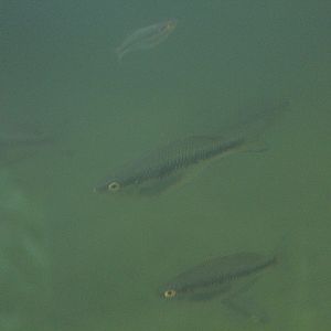 Lake Kurumoi rainbowfish (Melanotaenia parva) - PCBA