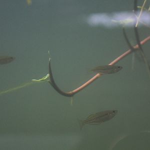 Ogilby's rainbowfish (Melanotaenia ogilbyi) - PCBA