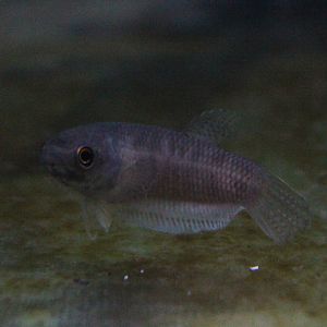 Pardalotos betta (Betta pardalotos) - PCBA