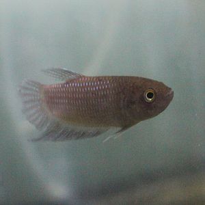 Dark betta (Betta obscura) - PCBA