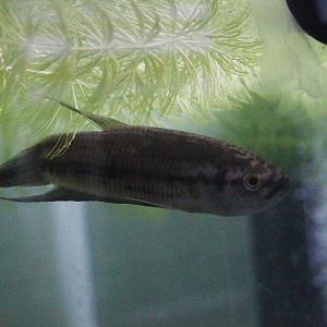 Giant betta (Betta anabatoides) - PCBA