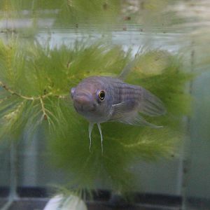 Bangka betta (Betta sp. 'Bangka') - PCBA