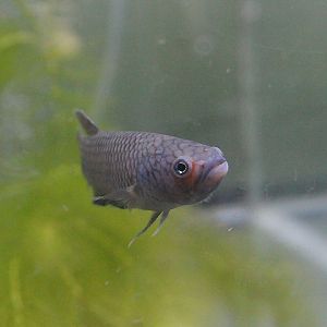 Orangefin betta (Betta ideii) - PCBA